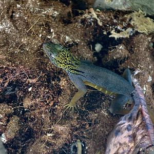 The Gecko Gallery - Psychedelic Rock Gecko (Cnemaspis psychedelica)