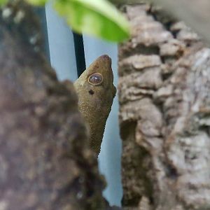 The Gecko Gallery - Seychelles Bronze Gecko (Ailuronyx seychellensis)
