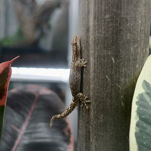 The Gecko Gallery - Mourning Gecko (Lepidodactylus lugubris)