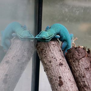 The Gecko Gallery - Turquoise Dwarf Gecko (Lygodactylus williamsi) male