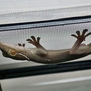 The Gecko Gallery - Lined Gecko (Gekko vittatus)