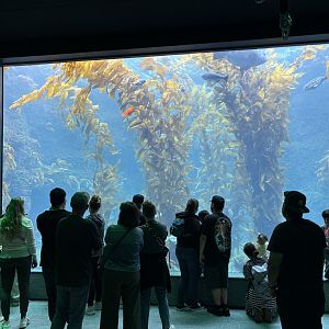 Living Seas Gallery - Kelp Forest
