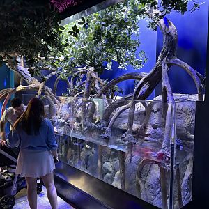 Living Seas Gallery - Mangroves