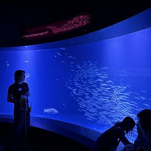 Living Seas Gallery - Open Ocean