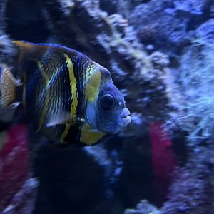 Living Seas Gallery - Cortez Angelfish