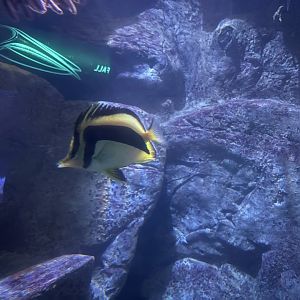 Living Seas Gallery - Scythe’s Butterflyfish