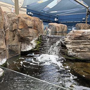 Little Blue Penguins