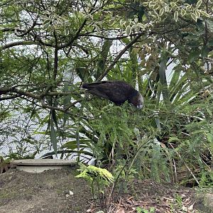 Wildbase Recovery Center - North Island Kaka