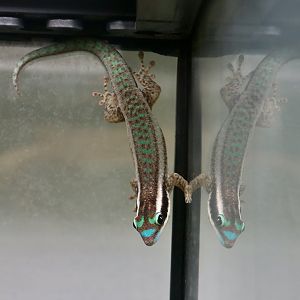 The Gecko Gallery - Mauritius Ornate Day Gecko (Phelsuma ornata) female