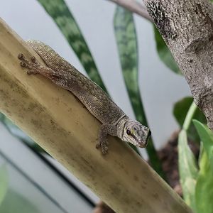 The Gecko Gallery - Cheke's Day Gecko (Phelsuma abbotti chekei)