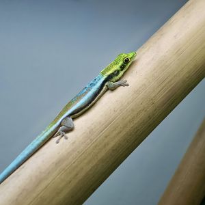The Gecko Gallery - Yellow-Headed Day Gecko (Phelsuma klemmeri)