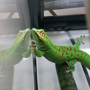 The Gecko Gallery - Giant Day Gecko (Phelsuma grandis)