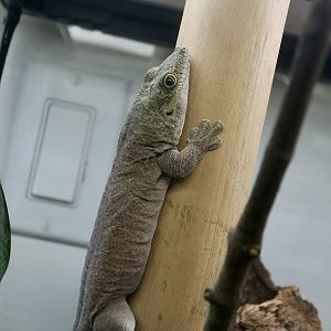 The Gecko Gallery - Standing's Day Gecko (Phelsuma standingi)
