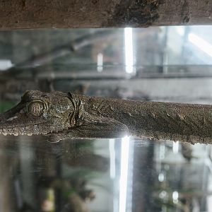 The Gecko Gallery - Common Flat-Tail Gecko (Uroplatus fimbriatus)