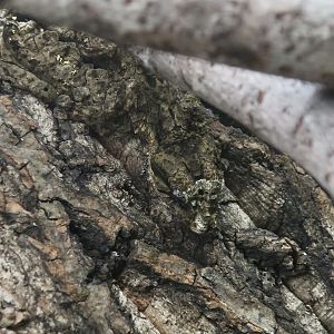The Gecko Gallery - Cork Bark Leaf-Tailed Gecko (Uroplatus pietschmanni)