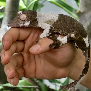 The Gecko Gallery - Henkel's Leaf-Tailed Gecko (Uroplatus henkeli)