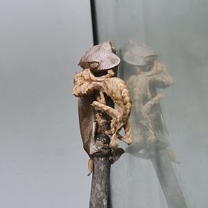 The Gecko Gallery - Spearpoint Leaf-Tailed Gecko (Uroplatus ebenaui)