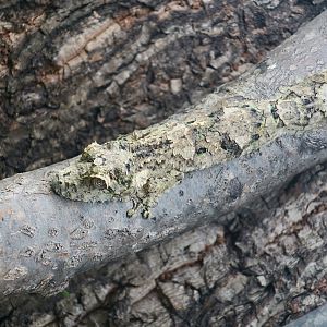 The Gecko Gallery - Super Mossy Leaf-Tailed Gecko (Uroplatus sameiti)