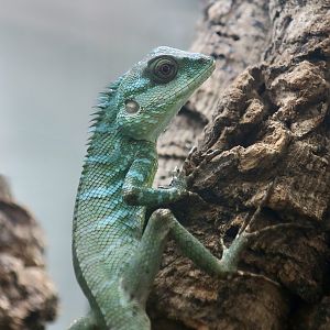 The Gecko Gallery - Pethiyagoda's Crestless Lizard (Calotes pethiyagodai) male