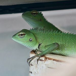 The Gecko Gallery - Common Green Forest Lizard (Calotes calotes)