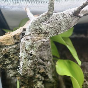 The Gecko Gallery - Western Bearded Anole (Anolis barbatus)