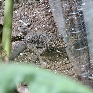 The Gecko Gallery - Saban Anole (Anolis sabanus)