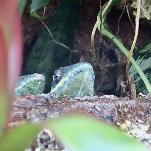 The Gecko Gallery - Blue Beauty Knight Anole (Anolis equestris potior)