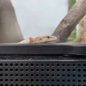 The Gecko Gallery - Southern Alligator Lizard (Elgaria multicarinata) young