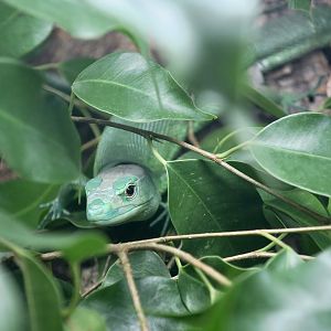 The Gecko Gallery - Green Keel-Bellied Lizard (Gastropholis prasina)