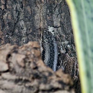 The Gecko Gallery - Tree-Crevice Skink (Egernia striolata)