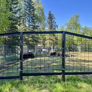 New Musk Ox Enclosure Extension