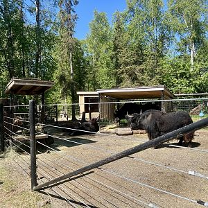 Domestic Yaks - currently the most populous resident of the zoo