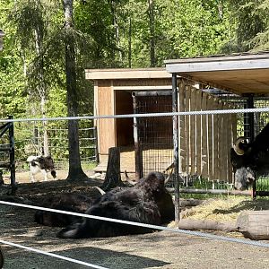 Domestic Yak Calf in the Background
