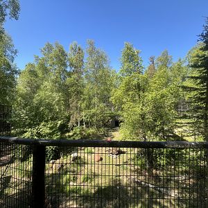 View of Amur Tiger exhibit in early Alaska summer foliage