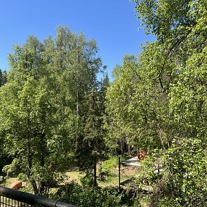 Amur Tiger Exhibit in Early Alaska Summer