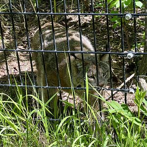 Lynx “stalking” a small service dog on the path