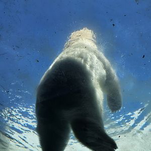 Polar bear