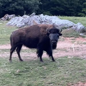 Bison with a Fly Mask