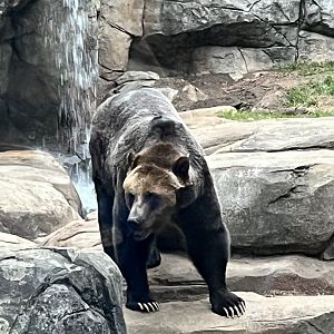 Grizzly Bear - Ronan