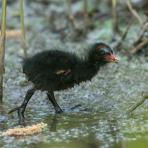 Moorhen chick (wild) UK