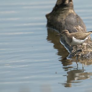 Common Sandpiper (wild) UK
