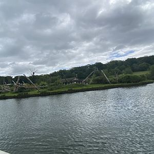 Black and white colobus island