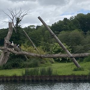 Black and white colobus
