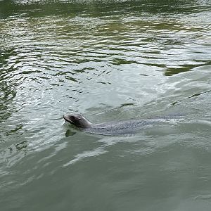 Californian sea lion