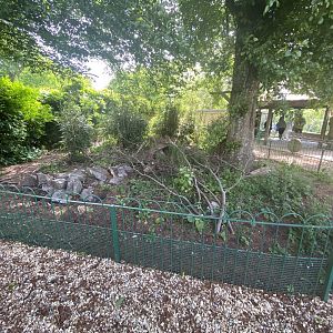 Giant anteater enclosure 1