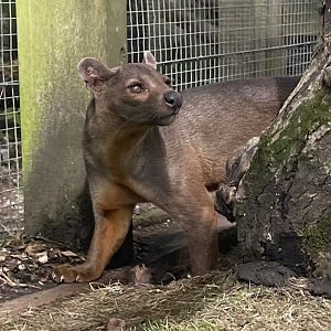 Male Fossa, Mango