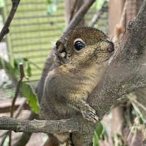 Swinhoe's Striped Squirrel