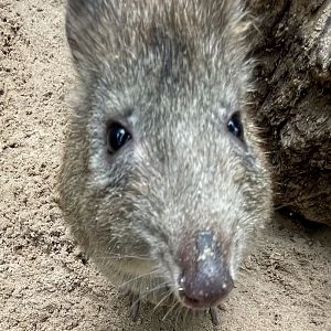 Long-Nosed Potroo Close-up