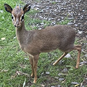 Male Kirk’s Dik Dik