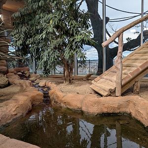 Komodo Dragon exhibit